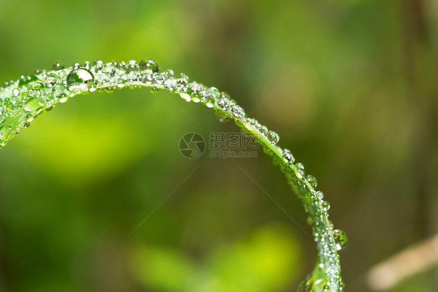 下滴数雨滴花园宏观绿色树叶水滴植物植物群飞沫环境图片