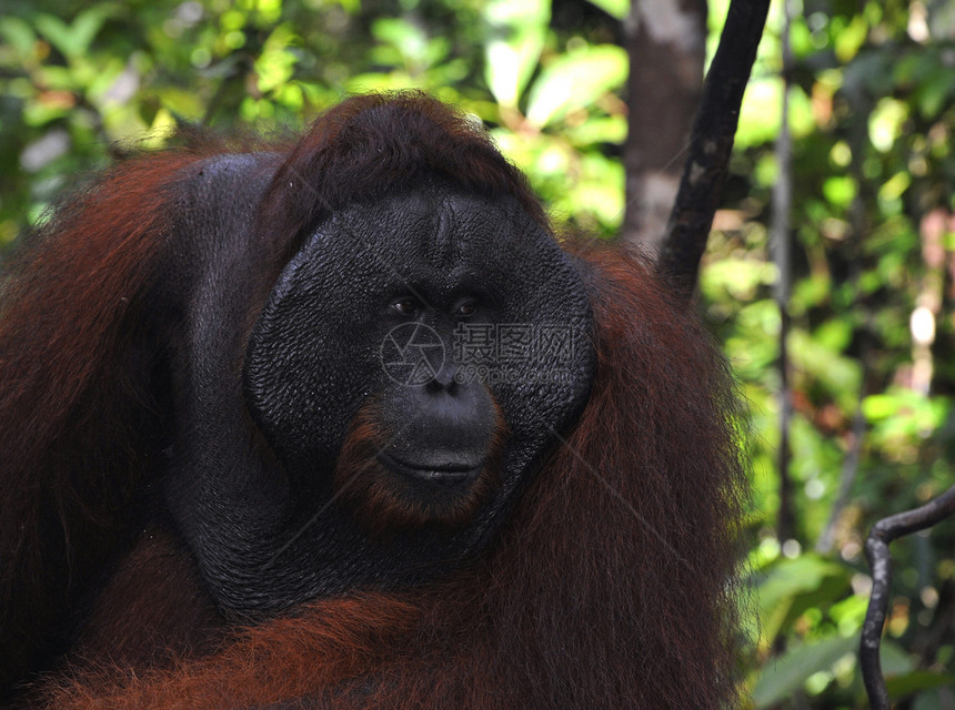 奥兰古坦的成年男性红褐色猩猩丛林情感雨林荒野猿猴森林野生动物动物图片