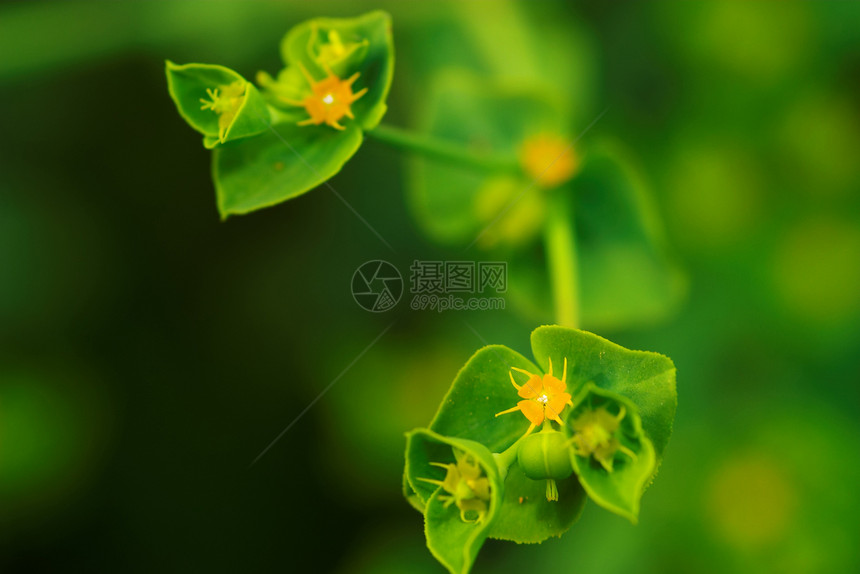 绿花向日葵花店花瓣植物群绿色花园花朵场地植物学太阳图片