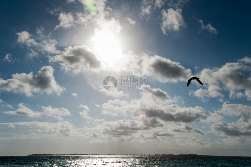 鸟动物阳光地区太阳蓝色热带天空鳄鱼季节飞行图片