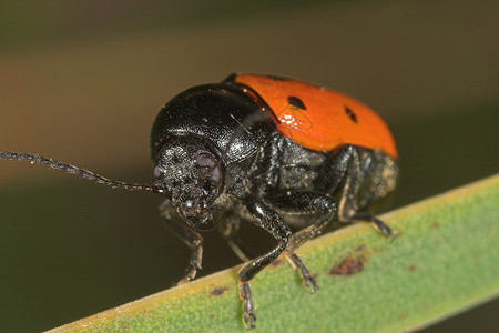 甲壳虫昆虫学野生动物触角天线生活飞行宏观动物荒野昆虫背景图片