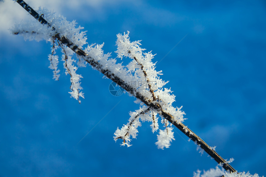 冻结工厂季节性液滴问候语冷冻种子温度水晶图片