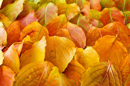 秋叶背景绿色宏观静脉黄色橙子叶子坡度季节背景图片