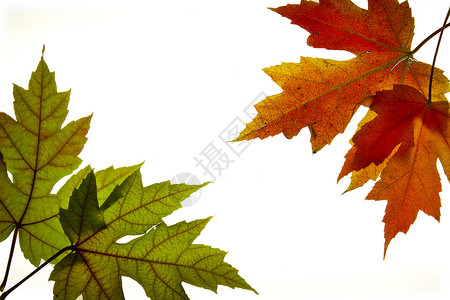 红树叶混合瀑布颜色植物黄色背光绿色橙子红色叶子树木变色季节背景图片
