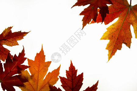 红树叶混合瀑布颜色树木季节橙子红色植物叶子变色绿色黄色背光背景图片