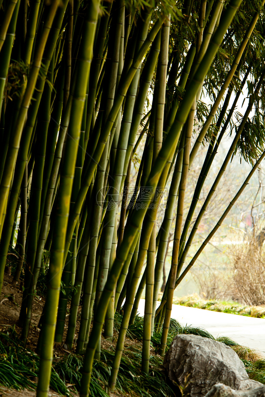 粗巴热带自然界植物花园自由人区系公园图片