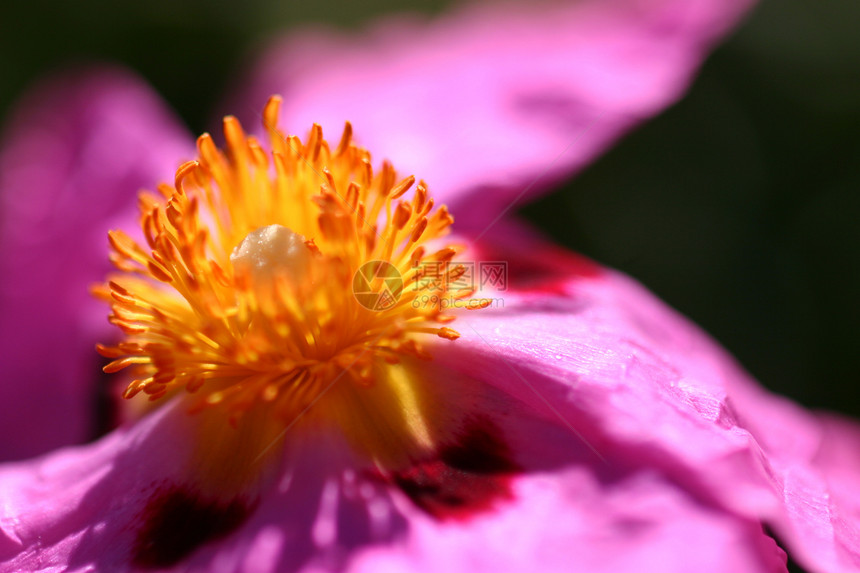 粉红摇滚荒野紫红色花朵兰花衬套花瓣植物花园野花灌木图片