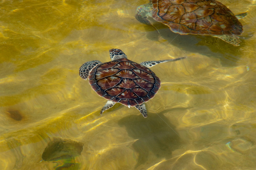 海龟爬虫乌龟农场鳄鱼动物脚蹼游泳地区图片