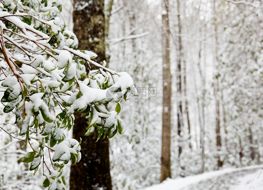 积雪覆盖的罗多德恩特伦树叶山脉树干绿色灌木森林寒冷木头树木图片