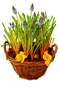 带春花的篮子珍珠蓝色花朵黄色灯泡装饰花园风格背景图片