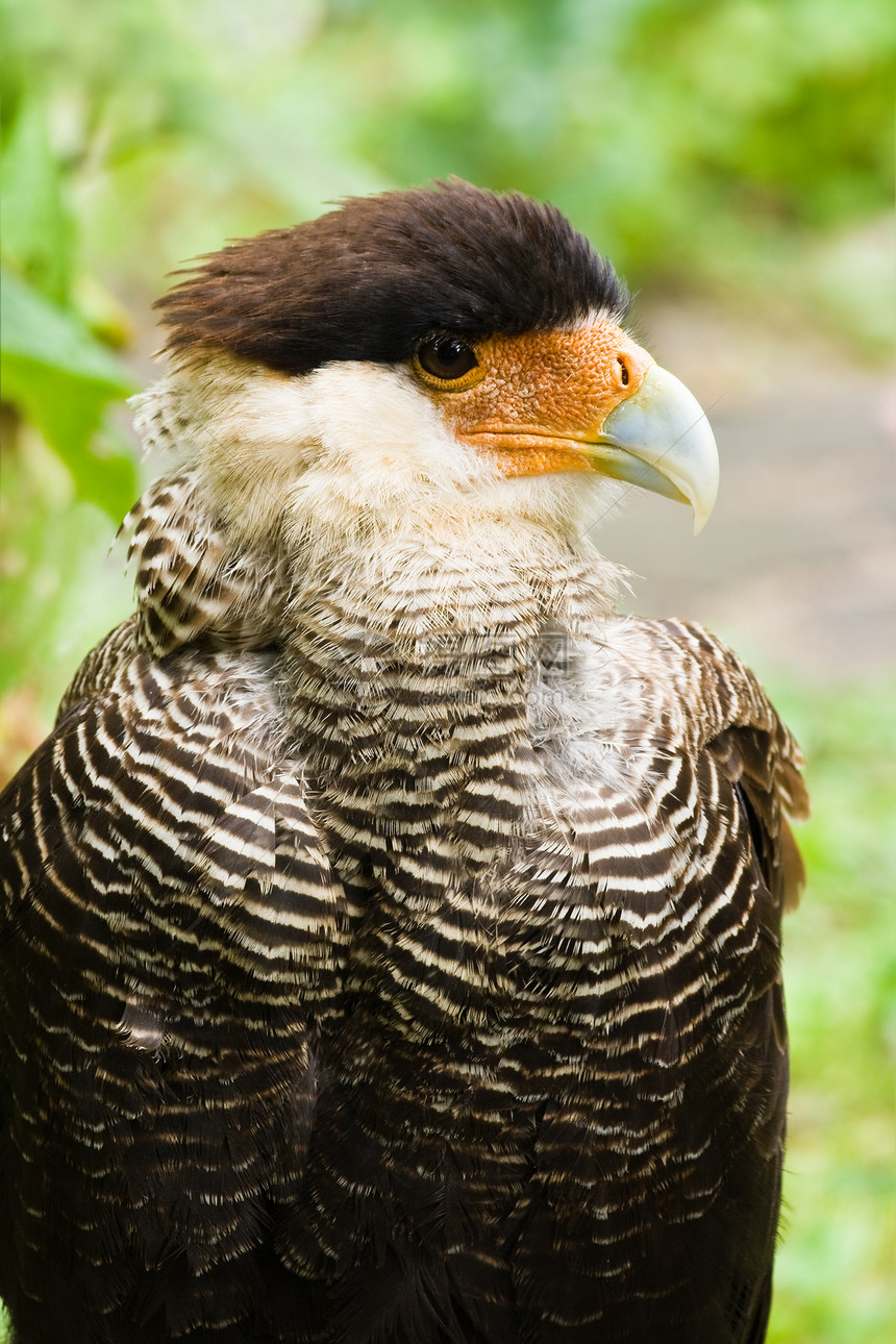 Caracara - 垂直图像图片