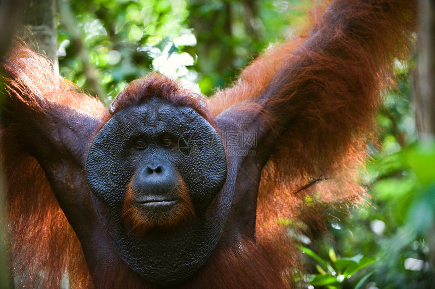 奥兰古坦的成年男性原始人森林红褐色哺乳动物侏儒猩猩猿猴野生动物智力动物图片
