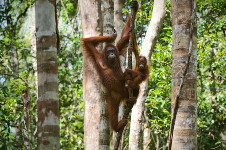 一只有婴儿的猩猩雌性童年野生动物少年女性灵长类母亲母性荒野动物雨林背景图片