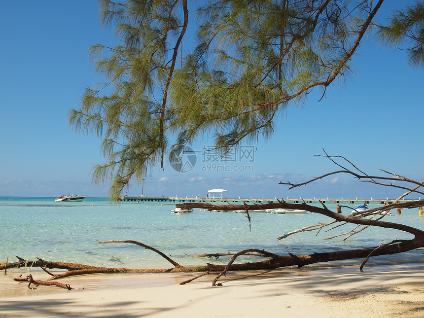 开曼群岛海滩棕榈鳄鱼海景天堂旅行假期热带支撑蓝色天空图片