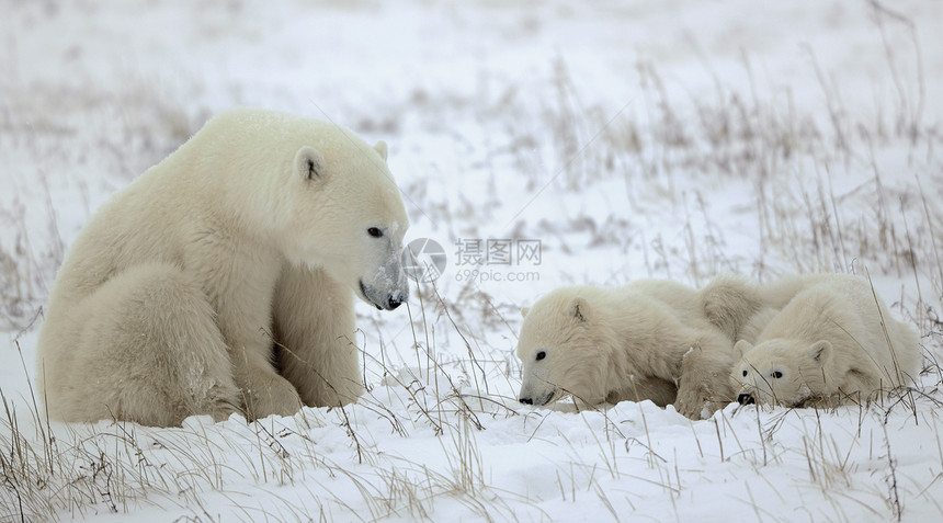 北极熊与幼崽鼻子母亲幼兽童年荒野动物生物妈妈寒冷孩子们图片