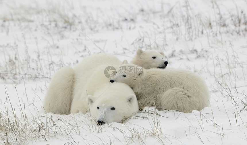 北极熊与幼崽天气苔原寒冷动物孩子们野生动物捕食者危险母性海事图片