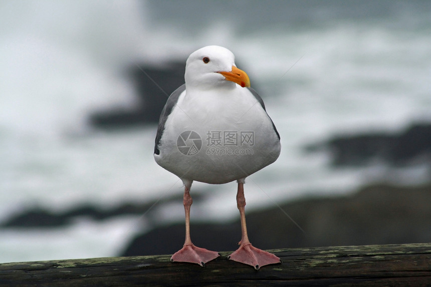 海鸥纵向鸟类野生动物海鸟明信片栖息海滨海洋生活海岸图片