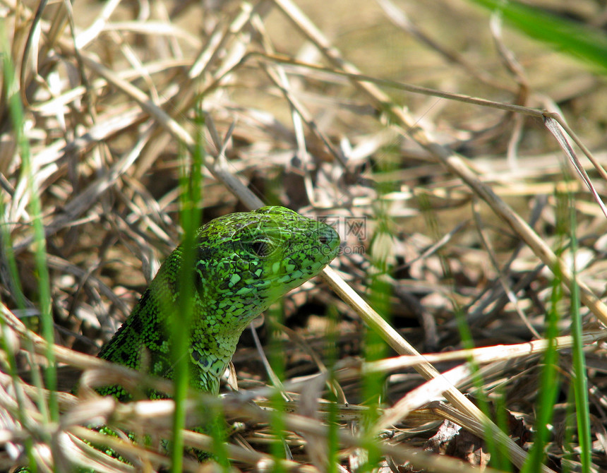 绿蜥蜴野生动物绿色森林宏观爬虫环境图片