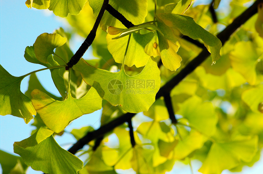 黄色和绿色 Ginkgo 树叶植物季节银叶森林草本公园叶子银杏叶棕色衬套图片