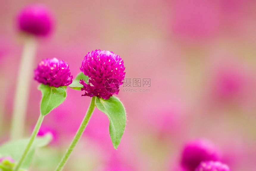 美丽的紫色花朵     淋膜花生长植物球体植物群场地叶子花园农村花束花瓣图片