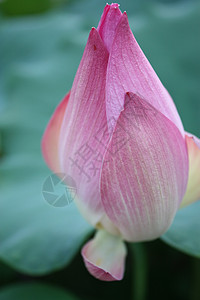 莲花花瓣粉色背景图片