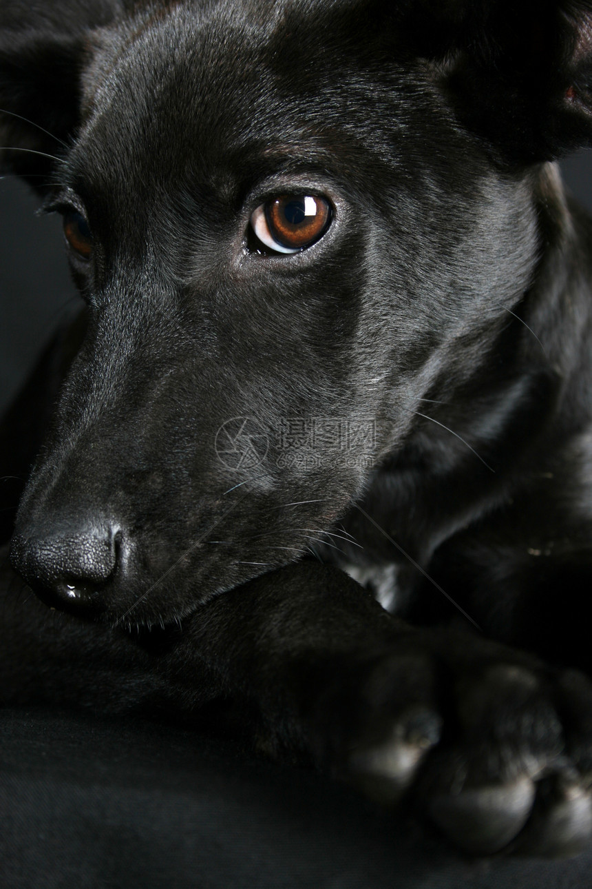 混合育种小狗伴侣哺乳动物宠物指针犬类忠诚休息工作室黑色短发图片