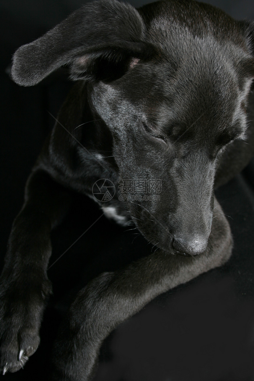 混合育种小狗宠物休息短发伴侣犬类指针哺乳动物工作室黑色忠诚图片
