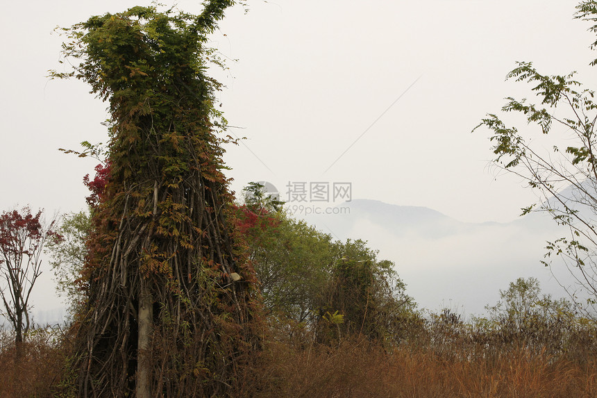 上午雾绿色天气森林薄雾环境树干植物野生动物树叶荒野图片
