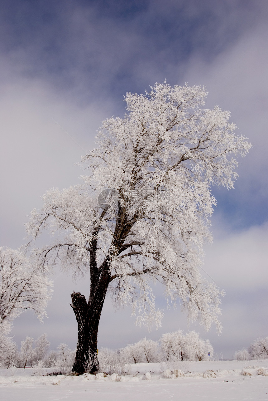 冬和大树图片
