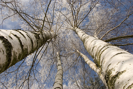 冬季白色圆柱子国家桦木桦树蓝色公园森林荒野季节高清图片
