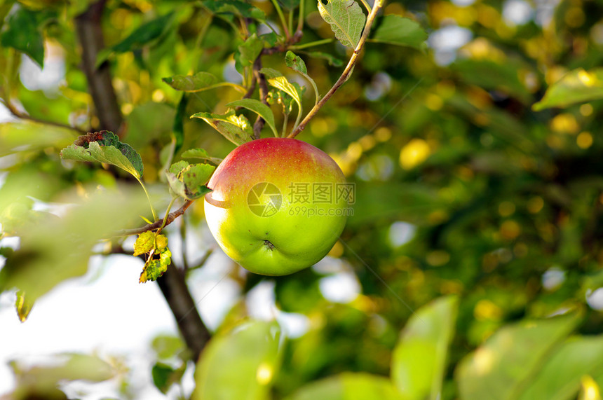 红苹果在树枝上 苹果在自然背景上果园食物花园树木树林天空宏观植物阳光美食图片