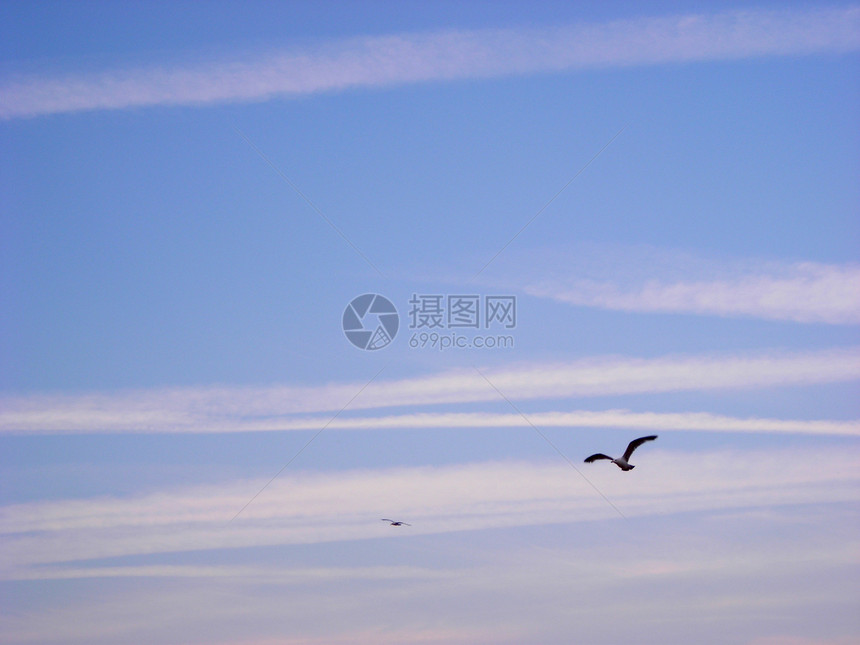 日落时的海鸥白色海洋动物蓝色夫妻天空图片