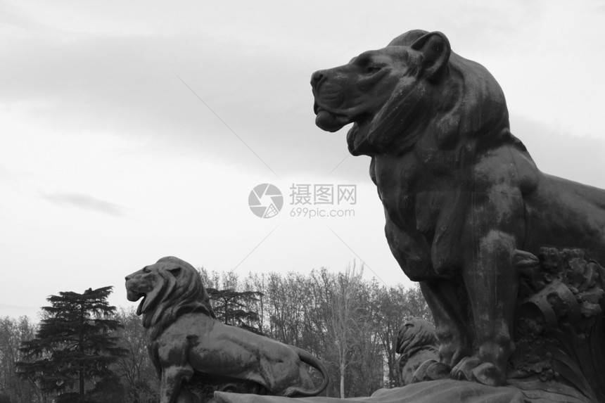 两只狮子在公园里图片