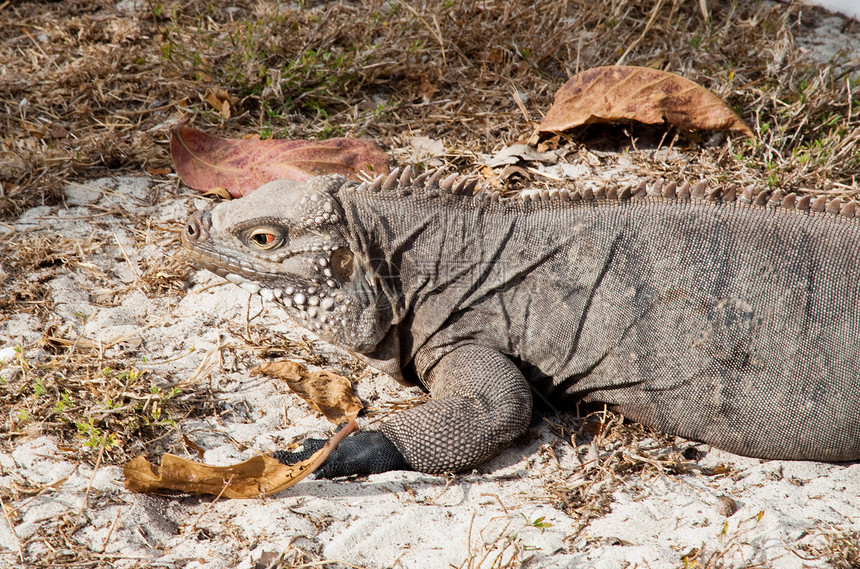 绿蜥蜴野生动物濒危鳄鱼环藻鬣蜥动物地区威胁爬虫荒野图片
