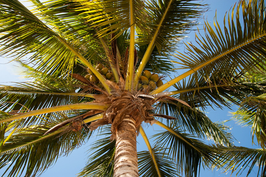 棕榈树植物蓝色树干椰子树叶天堂旅行绿色天空棕榈图片