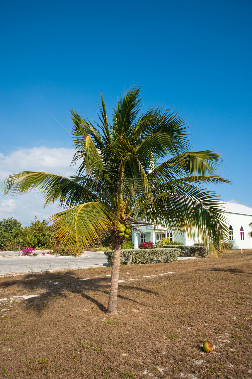 棕榈树椰子棕榈植物绿色假期天堂旅行叶子地区热带图片