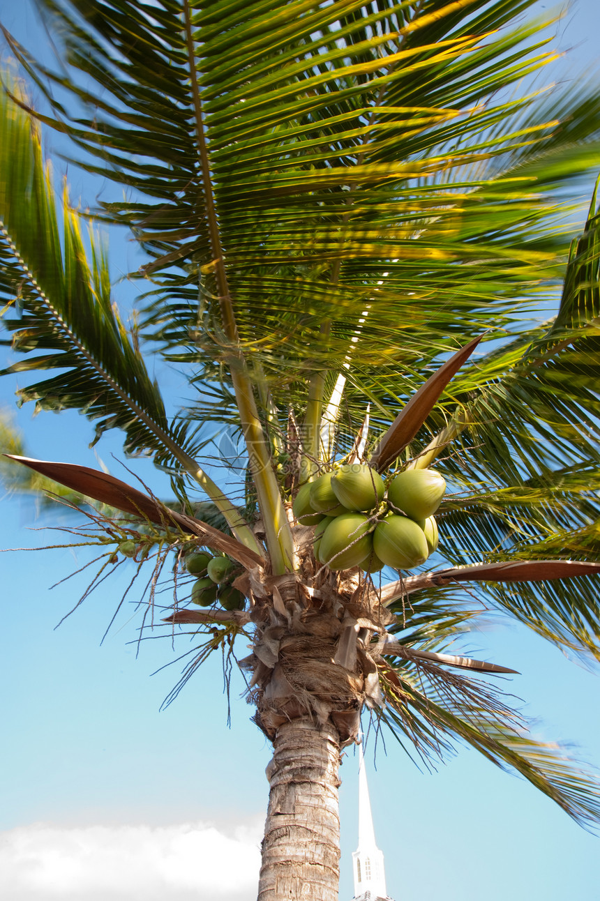 棕榈树树叶椰子蓝色地区绿色天堂假期树干叶子天空图片