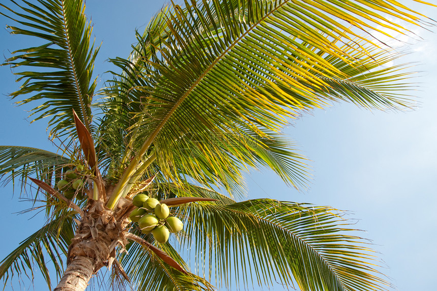 棕榈树树干旅行棕榈蓝色叶子地区天空树叶椰子植物图片