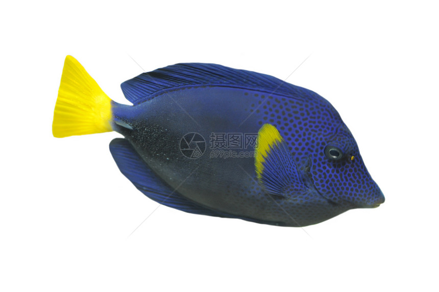 蓝海底鱼水族馆动物蓝色板栗热带热带鱼图片