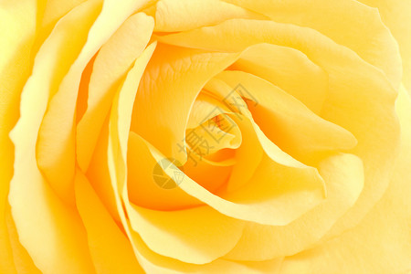 近视下柔黄玫瑰背景图片