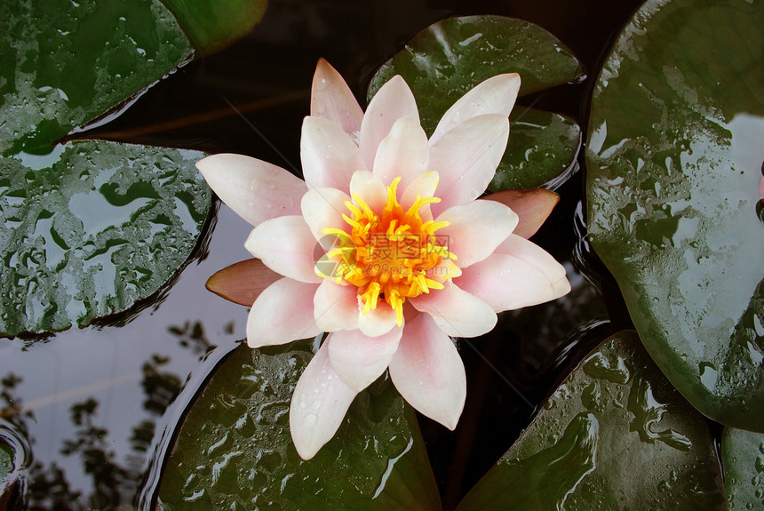 水百合宏观花粉生长生日礼物睡莲花瓣叶子花园紫色图片