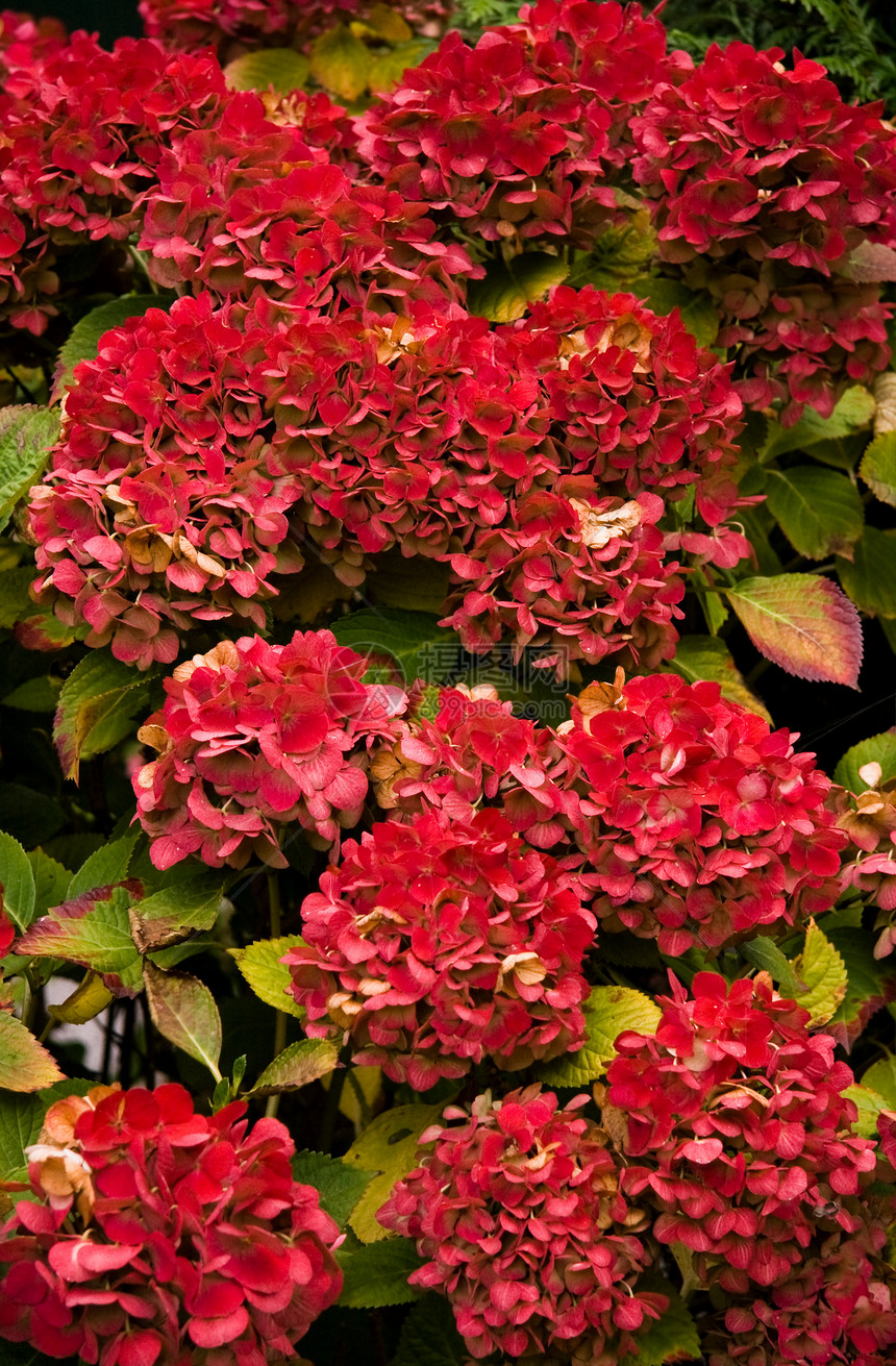 霍滕西亚岛红色秋天花朵图片
