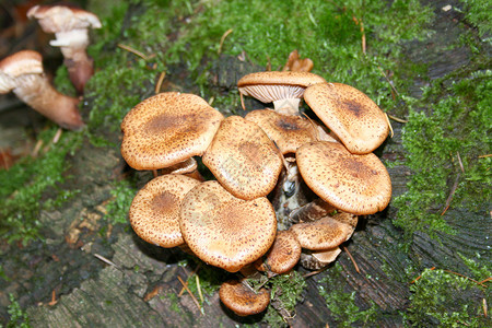 蘑菇小屋多孔植物片状猪苓礼物枯木落叶林高清图片
