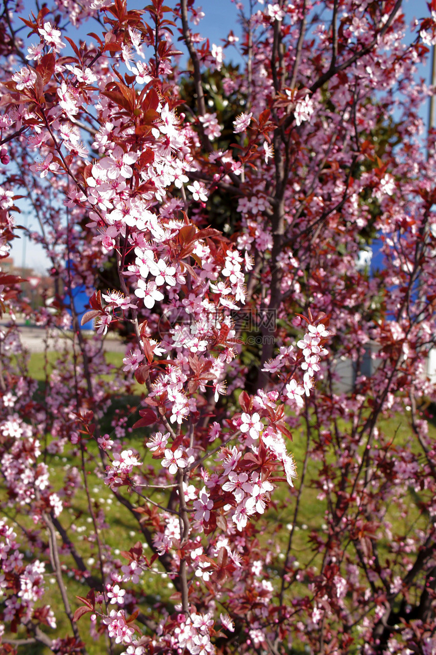 春季春天蓝色白色绿色衬套红色灌木图片