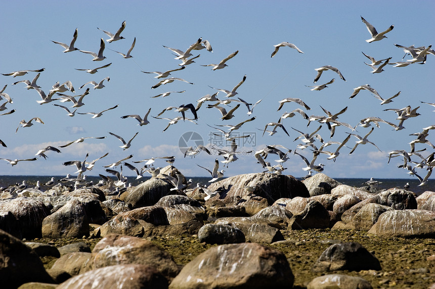 海鸥人群飞行航班蓝色石头荒野野生动物团体翅膀海岸图片