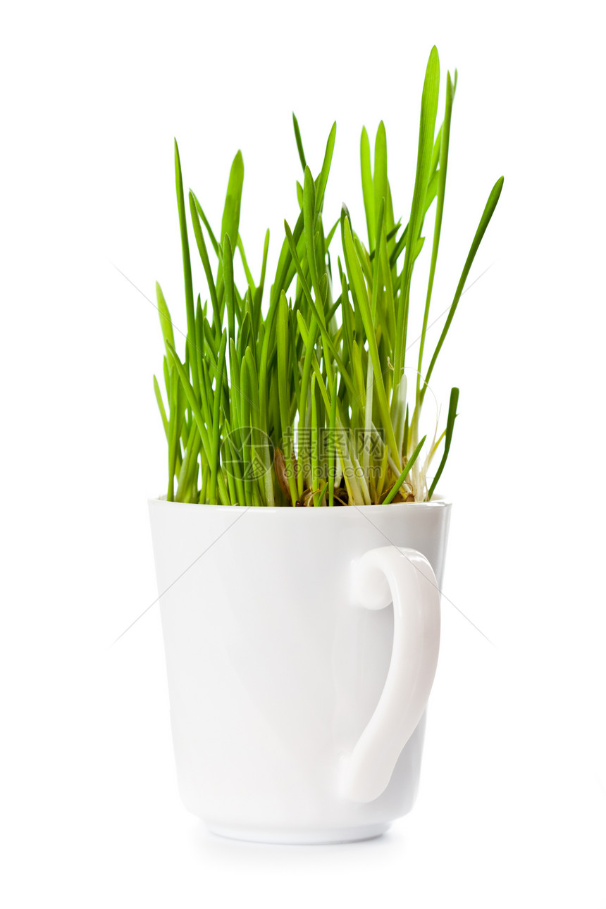 咖啡杯中的青绿新草小麦园艺白色燕麦宠物地球绿色叶子食物植物图片