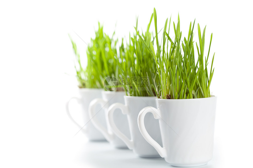 咖啡杯中的青绿新草白色食物小麦宠物生长盆栽绿色杯子园艺地球图片