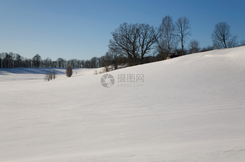 冬季雪日风景太阳松树气候荒野针叶白色森林地形孤独图片