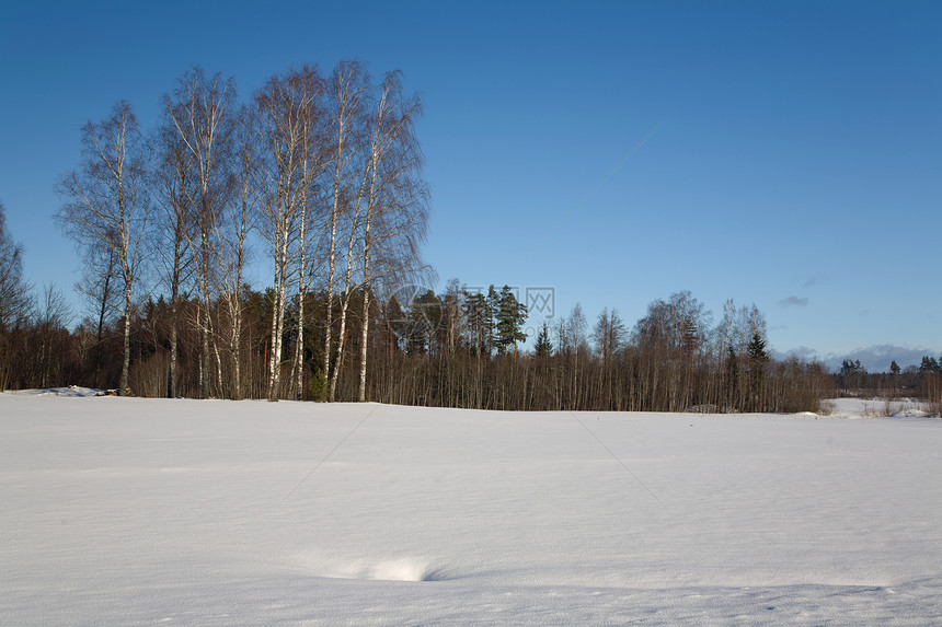 冬季雪日冻结荒野松树风景针叶白色气候天空孤独地形图片