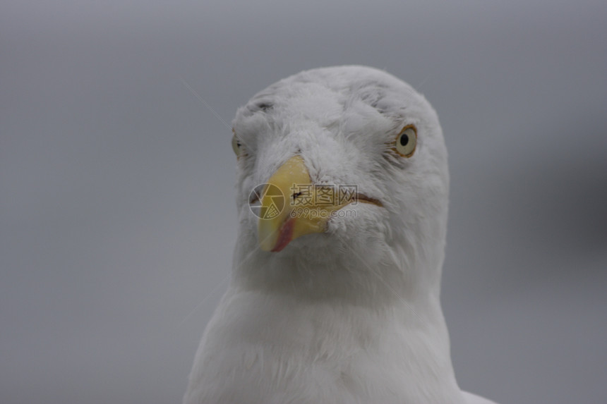 野海鸥肖像海鸟海洋白色自由翅膀动物眼睛野生动物航班图片
